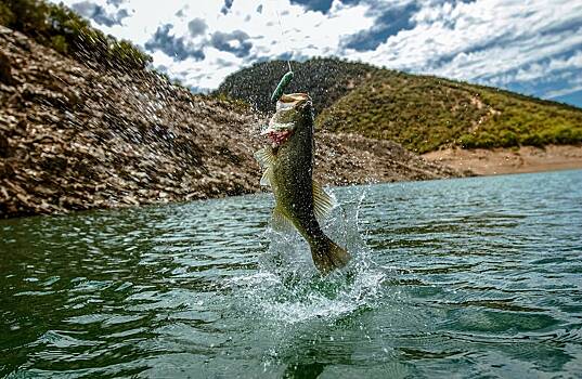 Вредная рыба превратила рыбака в рекордсмена