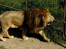 Видео: В США рождественскую елку запитали от электрического угря