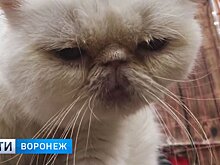 Зоозащитники пытаются закрыть выставку кошек в Воронеже