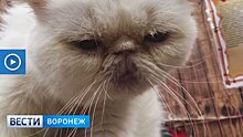 Зоозащитники пытаются закрыть выставку кошек в Воронеже