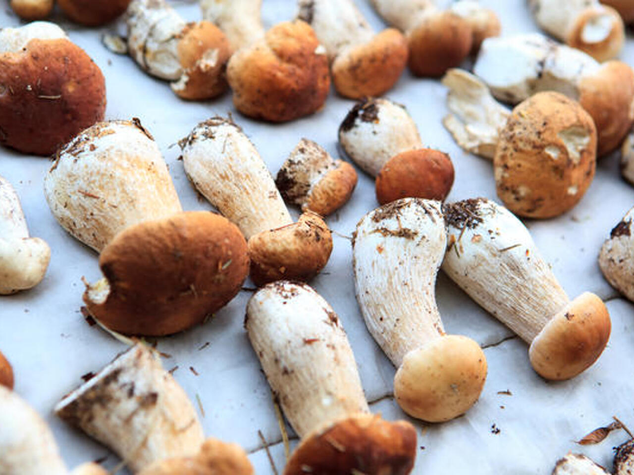 Заморозка боровиков свежих. Как лучше заготовить белые грибы. Какие грибы делают для китайских блюд. Гриб белый боровик соленый. Грибы еда.