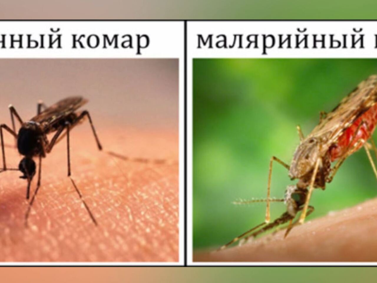 Малярийная муха. Малярийный комар и обычный. Малярийный комар распространяемые заболевания. Малярийный комар и обычный отличия.