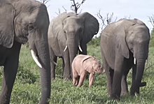 В ЮАР сняли на видео необычного розового слоненка