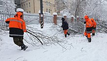 Дерево рухнуло на машину в Москве