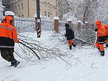 Дерево рухнуло на машину в Москве