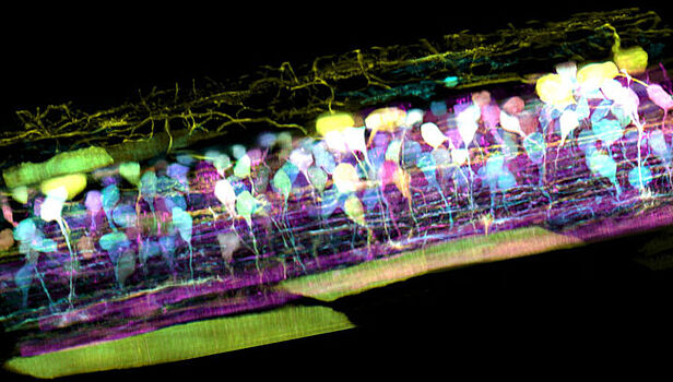 Новый микроскоп снимает 3D-видео на клеточном уровне внутри живых тканей