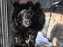 Гималайский медведь Вася из Московского зоопарка впервые впал в спячку