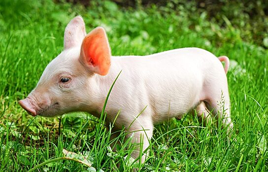 В Курганской области стали производить больше свинины
