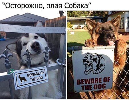 Школьно-уголовный скандал в Гатчине: Я умный, а ты – картошка?