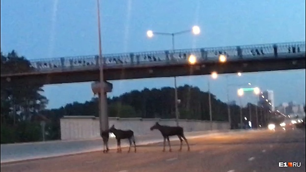 Осторожно, лоси: екатеринбуржцы второй день подряд наблюдают животных на Кольцовском тракте