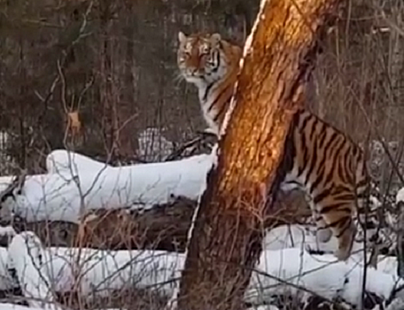 Тигр вышел к людям в Приморье