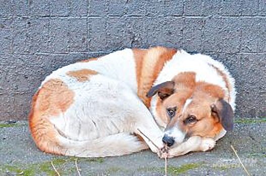 Недалеко от «концлагеря» для собак под Белгородом найдена свалка с трупами
