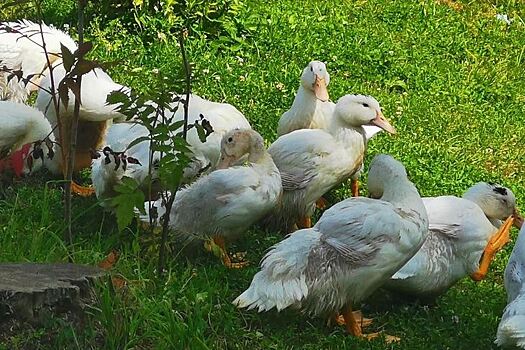 Из Франции на птицеводческое предприятие в Орловской области завезли 10,8 тысяч инкубационных яиц утки