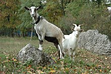 Курянина наказали за нарушение правил содержания коз и овец
