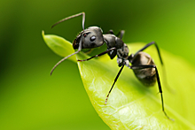 Как грибы превращают муравьев в зомби