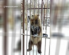 Известный в Башкортостане медвежонок Бурый снова в центре внимания