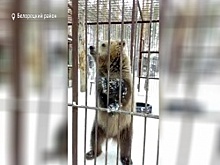 Известный в Башкортостане медвежонок Бурый снова в центре внимания