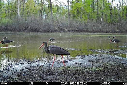 Уникальная семерка черных аистов попала в фотоловушку заповедника России
