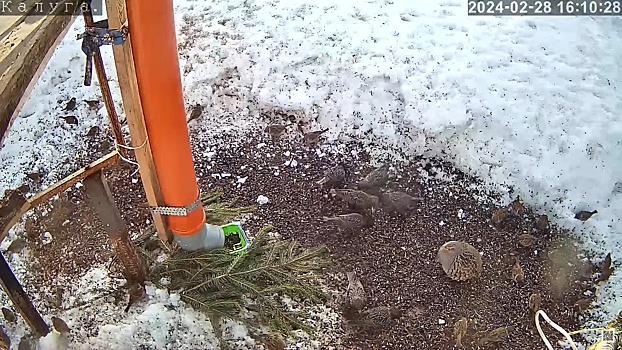 В Калужской области установлены рекорды раннего прилета птиц