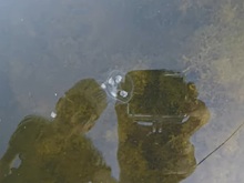 Видео дня: стаю медуз обнаружил рыбак в одном из водоёмов Дзержинска