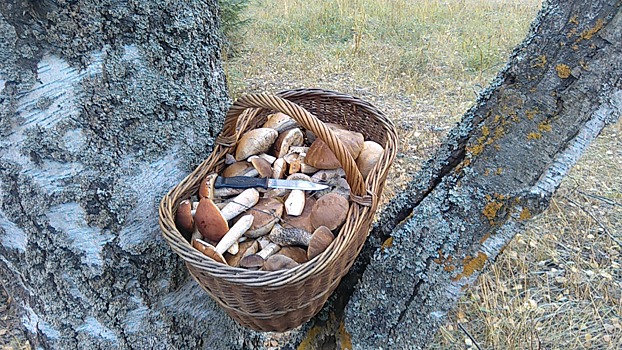 «Их мало, но они есть!»: ярославцы рассказали о секретных грибных местах