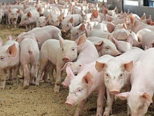 Поголовье свиней в Орловской области выросло на 171 тысячу животных