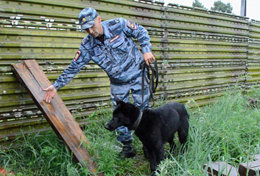 Служебная собака Цаца помогла полицейским раскрыть кражу из квартиры в Чите
