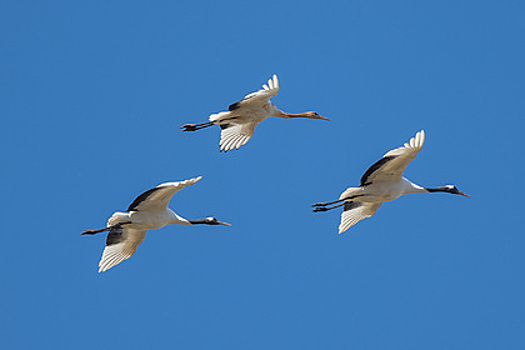 Приморский фотограф поделился снимками редчайшего японского журавля