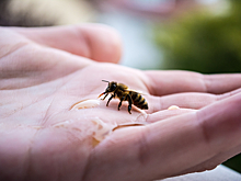 Специалист Минздрава РФ рассказал о действиях при укусе пчелы