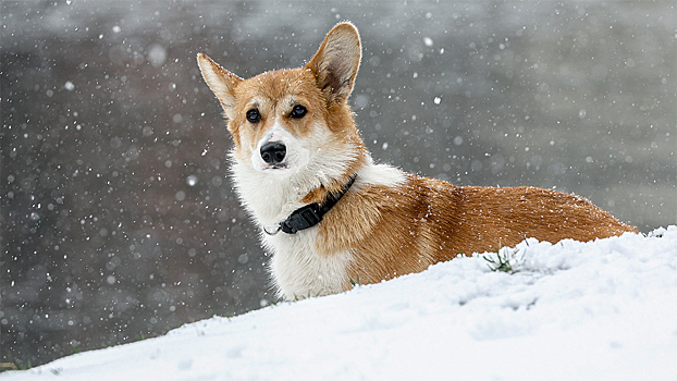 Названа дата наступления метеорологической зимы в Москве