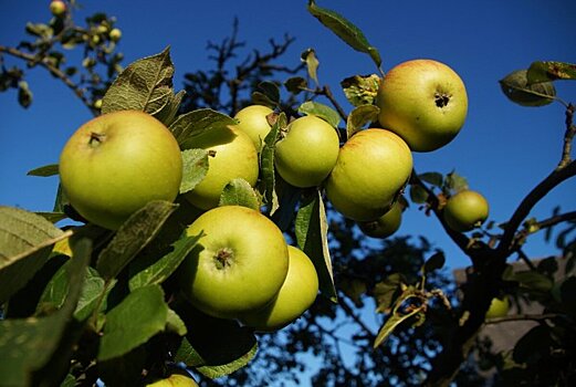 Цена яблок в России оказалась завышена в 350 раз