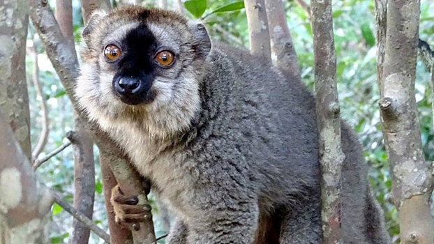 Какая способность лемура поможет в замедлении старения у людей