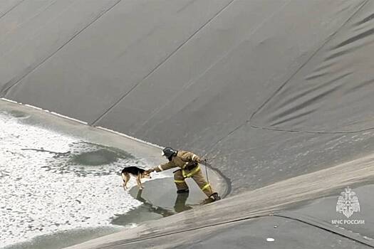 В&nbsp;российском поселке сразу трех собак спасли из&nbsp;опасного котлована