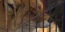 История лисенка Никиты: в Татарстане спасли умирающее животное