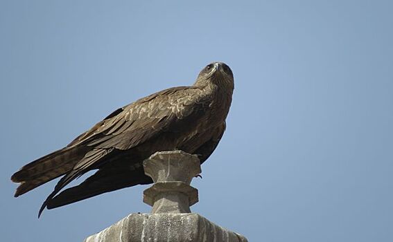 Коршуны поселились в центре Новосибирска