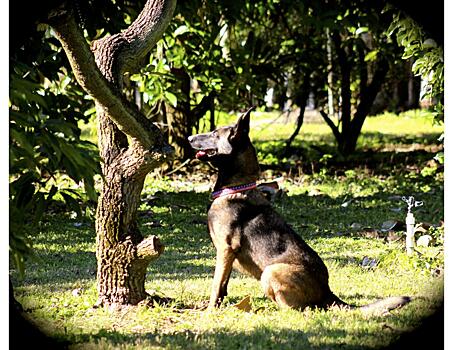 Собаки помогут диагностировать болезни авокадо