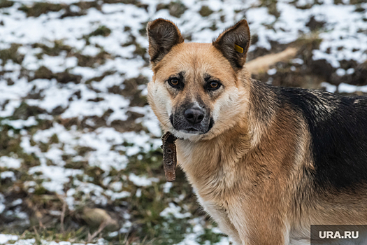 Десятки собак сгорели в приюте под Екатеринбургом