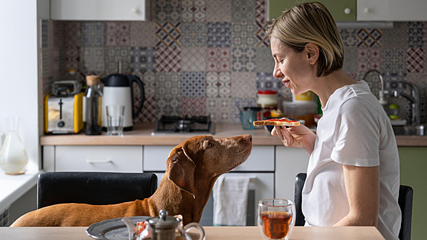 Как отучить собаку клянчить еду со стола