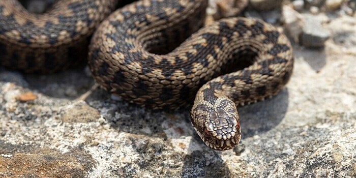 В Таиланде открыли новый вид змей с зубами-кинжалами