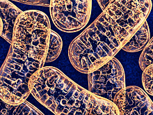 У митохондрий обнаружили внутренний скелет