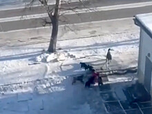 В Тыве собаки искусали лицо ребенку на улице