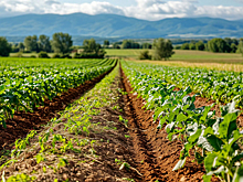 Жителя Элисты обвиняют в хищении 4 млн рублей сельхозсубсидий на Ставрополье