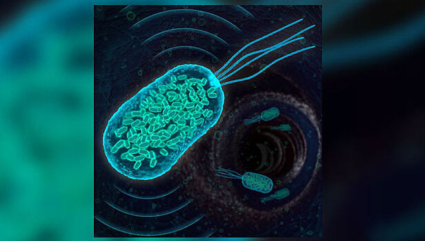 Бактерии раскроют местоположение при помощи ультразвука