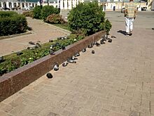 Костромичей обеспокоило странное поведение голубей в центре города