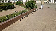 Костромичей обеспокоило странное поведение голубей в центре города