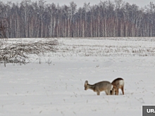 Курганцам выделят сотни тысяч рублей на кормление косуль и других диких животных