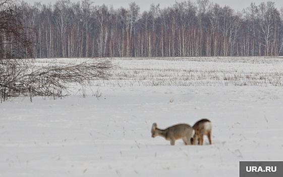 Курганцам выделят сотни тысяч рублей на кормление косуль и других диких животных