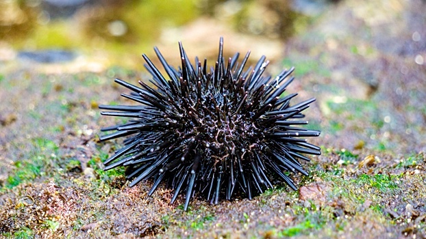 Морские ежи перевернули представления биологов о развитии мозга