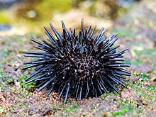 Морские ежи перевернули представления биологов о развитии мозга