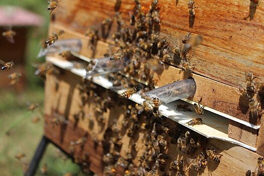 Мособлдума рассмотрит проект закона о пчеловодстве